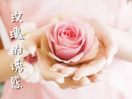 玫瑰的诱惑