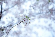 樱花de回答