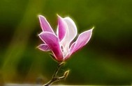 春芬